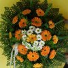 primula 12